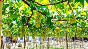 Vườn nho Ba Mọi Ninh Thuận