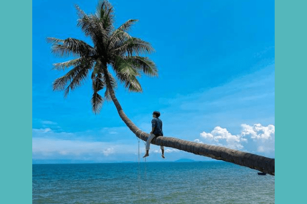 cây dừa