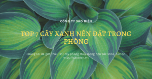 cây xanh